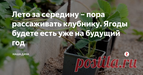 Лето за середину – пора рассаживать клубнику. Ягоды будете есть уже на будущий год  Оказывается, если вы хотите обновить свой ягодник, омолодить кусты или вовсе обзавестись новыми сортами, то конец июля – начало августа оптимальный для этого период. Вообще, конечно, нужно смотреть, в каком регионе вы проживаете, и какая у вас зима, потому что клубничные плантации разводить можно и весной, и летом, и осенью. Но для средней полосы России, в Зауралье, и даже Сибири оптимальным...
