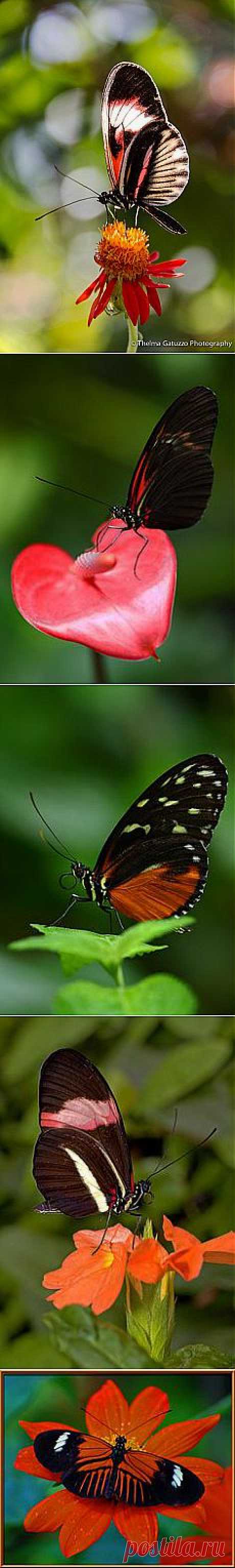 Heliconius melpomene | Wings