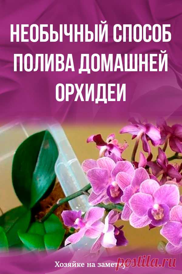 Необычный способ полива домашней орхидеи