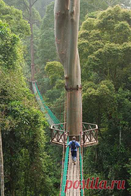 Borneo Rainforest Canopy Walkway