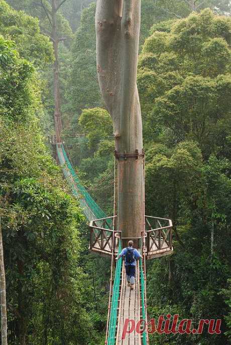 Borneo Rainforest Canopy Walkway