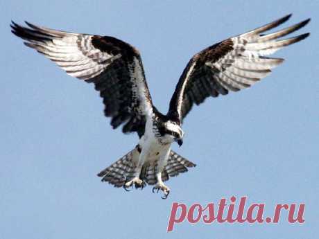 Природа.