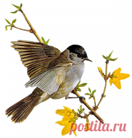 Рисунок птичка на ветке