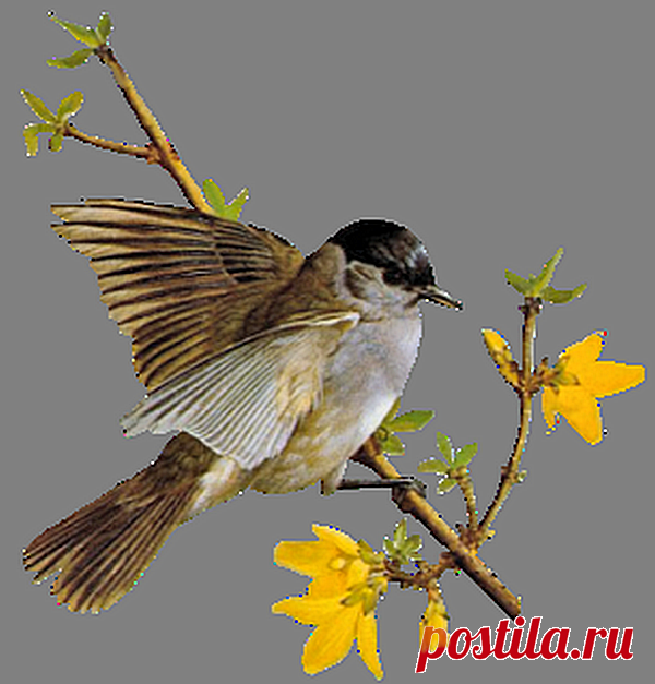 Рисунок птичка на ветке