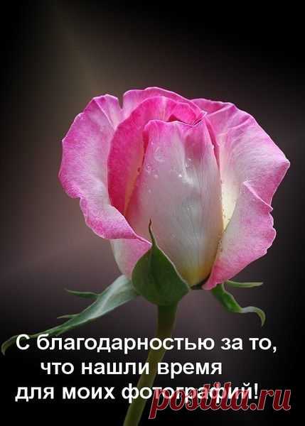 БЛАГОДАРНОСТИ - 50 фото. Фотографии zoja simonova.