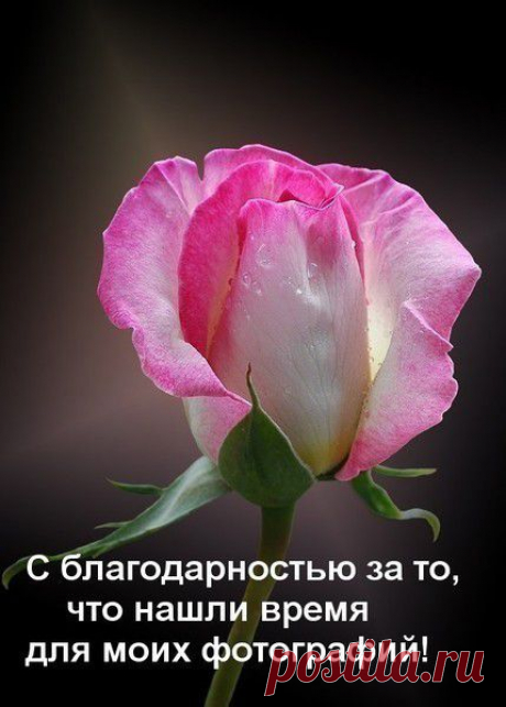 БЛАГОДАРНОСТИ - 50 фото. Фотографии zoja simonova.