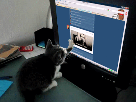Кошка листает Интернет