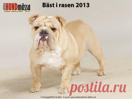 ENGELSK BULLDOG Domare: OJALVO DAVID, ARGENTINA   MALCOM'S SUNFLOWER  Ägare: ANDERSSON HELÉNE, HARESTAD Uppfödare: ÖGREN KARIN, ENGSTRÖM URBAN, SPARREHOLM