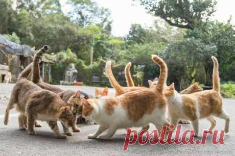 Уличные коты на фотографиях Масаюки Оки