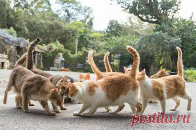 Уличные коты на фотографиях Масаюки Оки