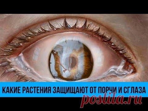 Вот какие РАСТЕНИЯ защищают ОТ ПОРЧИ и СГЛАЗА Магические свойства и лучшие ОБЕРЕГИ для дома - YouTube