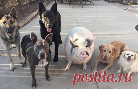 Свинья среди собак - Вьетнамский поросенок по кличке Чоудер, который живет в доме Шелби Мадера, возможно, даже не догадывается о том, что он поросенок, так как его окружают пять собак. Все животные живут под одной крышей и прекрасно ладят друг с другом. Чоудер перенял немало повадок у своих друзей, с которыми он очень любит проводить время. Давайте взглянем на фотографии, демонстрирующие совместную жизнь столь разных животных.