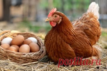 🐔 Инфекционный бронхит у кур — это не только кашель и хрипы. У несушек инфекция способна приводить к падению яйценоскости, дефектам скорлупы, изменению белка и даже нарушениям развития яйцевода. 🥚🩺

Разбираем симптомы, диагностику, вакцинацию и профилактику IBV.

#кур#несушки#птицеводство#инфекционныйбронхит#ветеринария#птицы
Изображение от ChatGPT