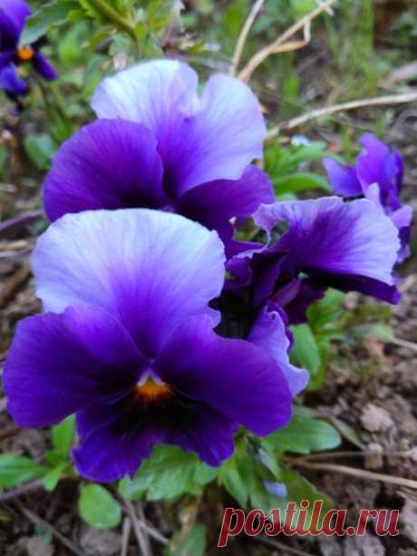 Весна - это волшебство! 🔆 ♥