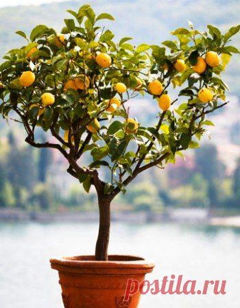 Как вырастить цитрусовое деревце в домашних условиях