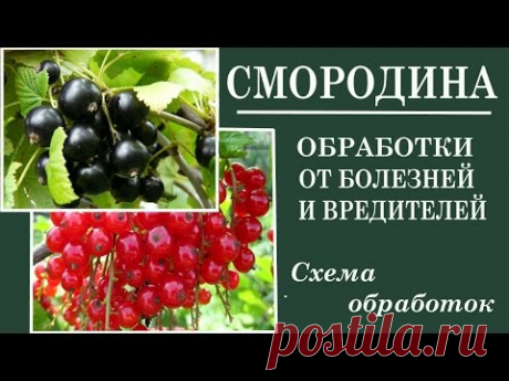 Уход за смородиной весной .Вредители смородины весной. Чем бороться.