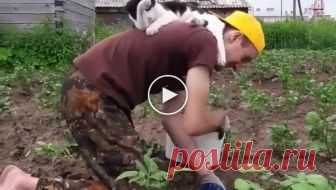 Котик который умеет и знает как помогать своему хозяину на огороде