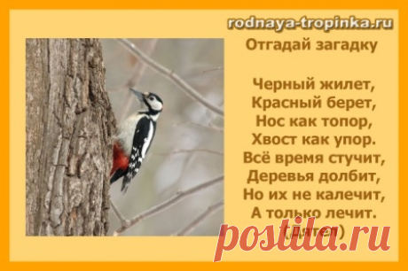 ПТИЦЫ ЗИМОЙ: ДЕТЯМ О ДЯТЛЕ. ИЗ ИГРОВОЙ КОПИЛКИ "РОДНОЙ ТРОПИНКИ"

ЗАГАДКИ О ДЯТЛЕ. ОТКУДА У ДЯТЛА КРАСНАЯ ШАПОЧКА?

Отгадай загадку:

Черный жилет,
Красный берет,
Нос как топор,
Хвост как упор.
Все время стучит,
Деревья долбит,
Но их не калечит,
А только лечит.

Почему ты решил, что это дятел? А может быть это дровосек? Ведь у дровосека тоже может быть черный жилет и красный берет, да и дровосек в лесу часто бывает и стучит топором? (Здесь использован прием преднамеренной ...