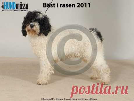 PERRO DE AGUA ESPANOL Namn:  ORDESA DE FRAGUEL'S    Ägare:  SANCHEZ GARCIA BENJAMIN, SPANIEN, FI-02400 KIRKKONUMMI FINLAND Uppfödare:  SANCHEZ GARCIA BENJAMIN, SPANIEN