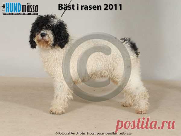 PERRO DE AGUA ESPANOL Namn:  ORDESA DE FRAGUEL'S    Ägare:  SANCHEZ GARCIA BENJAMIN, SPANIEN, FI-02400 KIRKKONUMMI FINLAND Uppfödare:  SANCHEZ GARCIA BENJAMIN, SPANIEN