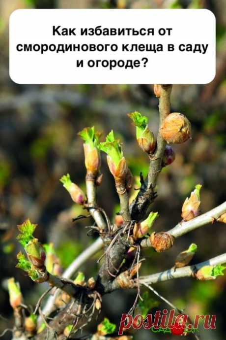 Как избавиться от смородинового клеща в саду и огороде?