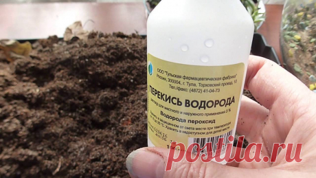 Перекись водорода от черной ножки | Энциклопедия домовладельца