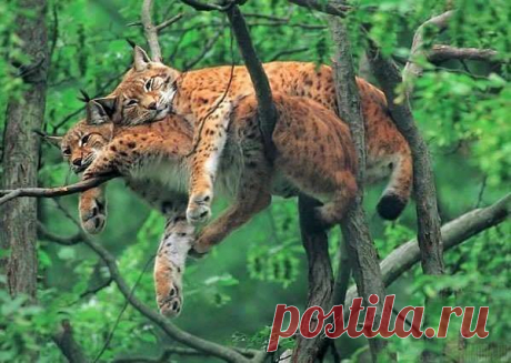 БЕСПЛАТНЫЕ МЕРЦАЮЩИЕ ОТКРЫТКИ И ПЛЕЙКАСТЫ
Татьяна Рахова (Пустовая)
