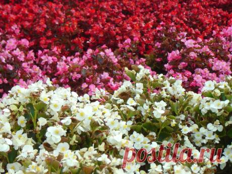 Panoramio - Photo of Jardins de Nova Petrópolis - RS - Brazil