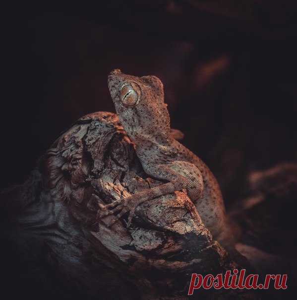 Геккон. Автор фото — Islamov Saykhan: nat-geo.ru/photo/user/299828/
