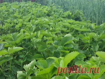 Почему сорняки растут быстрее культурных растений: и как использовать эту их суперсилу себе во благо. Каждый огородник сталкивается с тем, что сорняки появляются раньше и растут быстрее. Их энергия кажется неиссякаемой.