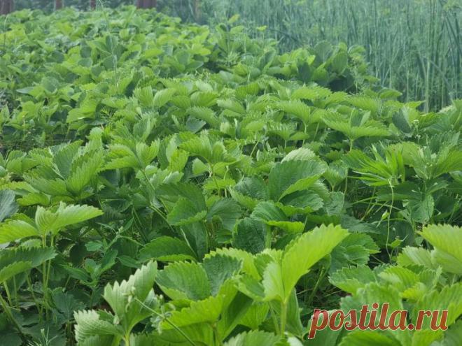 Почему сорняки растут быстрее культурных растений: и как использовать эту их суперсилу себе во благо. Каждый огородник сталкивается с тем, что сорняки появляются раньше и растут быстрее. Их энергия кажется неиссякаемой.