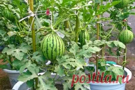 (3) Cultivar sandías en macetas