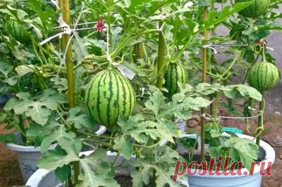 (3) Cultivar sandías en macetas