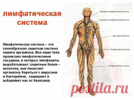 ЛИМФА — ЖИВАЯ ВОДА НАШЕГО ОРГАНИЗМА.