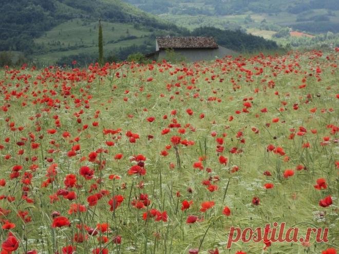 (10) Одноклассники