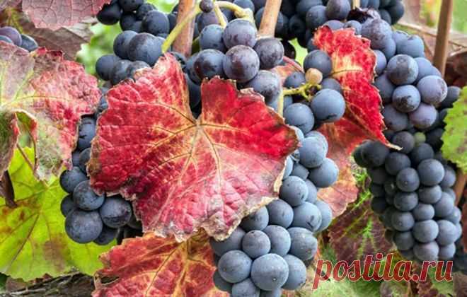 Болезни винограда – фото и чем лечить милдью, бактериальный рак, мраморность листьев, хлороз, антракоз, некроз побегов и другие заболевания