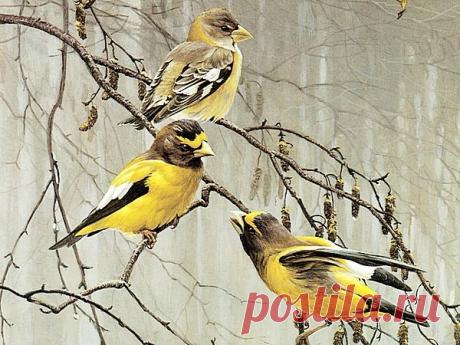 Схема вышивки «Дождь...» - Вышивка крестом