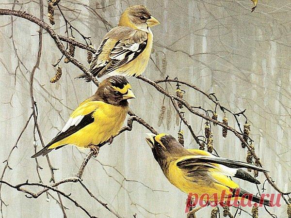 Схема вышивки «Дождь...» - Вышивка крестом