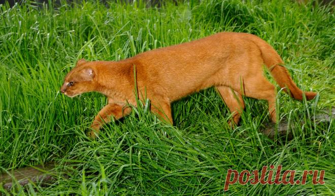 Ягуарунди | Терри Уиттакер Фотография