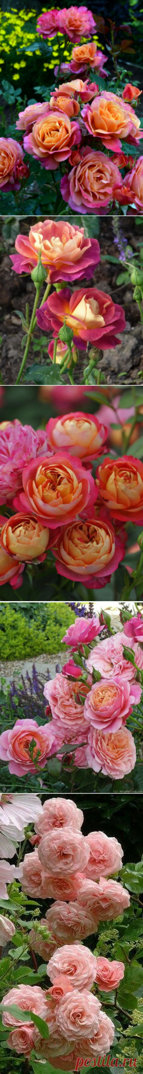 (310) Pinterest