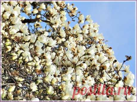 Т.Tatiana — «Магнолия в цвету!» на Яндекс.Фотках