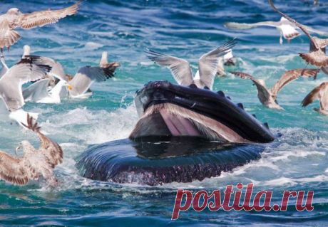 Удивительный подводный мир : НОВОСТИ В ФОТОГРАФИЯХ