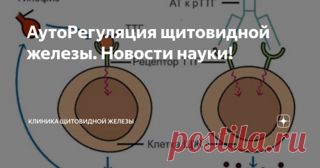АутоРегуляция щитовидной железы. Новости науки! Немецкие специалисты в феврале 2020 г сообщили в статье, что выявили новый вариант регуляции образования гормонов в щитовидной железе. Как известно, существует классический путь влияния на щитовидную железу - стимуляцией ТТГ из гипофиза. По мнению исследователей, им удалось обнаружить другую возможность влияния на образование щитовидных гормонов. Позволит ли новая гипотеза улучшить диагностику и