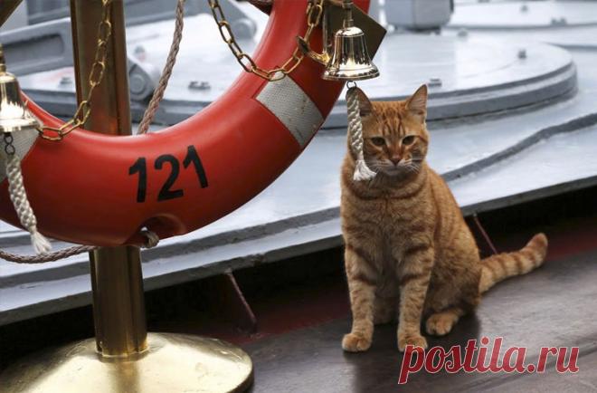 Животные на кораблях - трудяги, спасатели и отдушина &raquo; Женский Мир