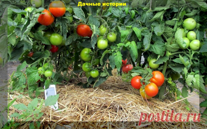 Моя глупая ошибка при мульчировании. Делюсь личным опытом | Дачные истории | Яндекс Дзен