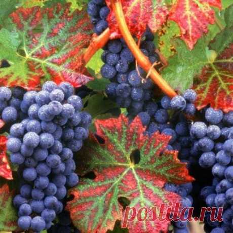 Лечение болезней виноградной лозой