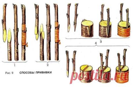 ДЕДОВСКИЙ СПОСОБ ПРИВИВКИ ДЕРЕВЬЕВ ДЛЯ БОЛЬШОГО УРОЖАЯ!
Способ прививки за кору применяют, когда к взрослой или старой яблони хотят привить один или несколько новых (более зимостойких, урожайных или устойчивых к болезням) сортов.
Тогда большинство скелетных (основных) ветвей дерева спиливают на расстоянии от 70 сантиметров до 1 метра от ствола и прививают к ним ветви. При таком способе прививки очень важно оставить две-три скелетные ветви необрезанными, чтобы они "тянули сок", - иначе яблоня,