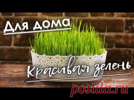 Долой пластиковую траву, выращиваем настоящую! Пшеницу для проращивания можно купить в супермаркетах в отделах здорового питания или в специализированных маг...