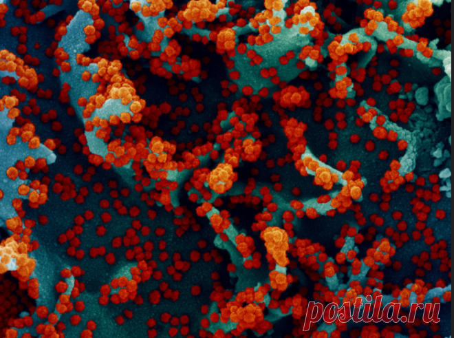 Антибиотики против коронавируса (мифы и реальность).