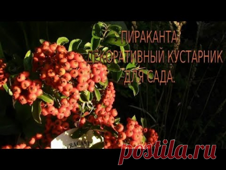 ПИРАКАНТА КРАСИВЫЙ ВЕЧНОЗЕЛЁНЫЙ КУСТАРНИК. ЛЕГКО РАЗМНОЖИТЬ ЧЕРЕНКАМИ.